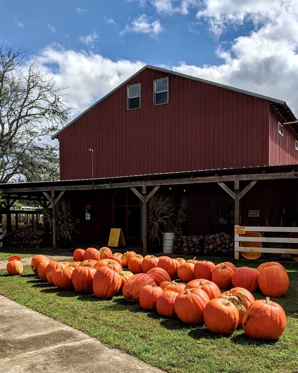 pumpkin patches north georgia